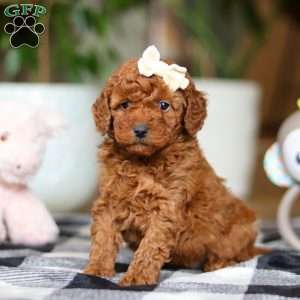 Heather, Miniature Poodle Puppy