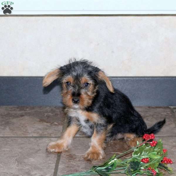 Hector, Yorkie Puppy