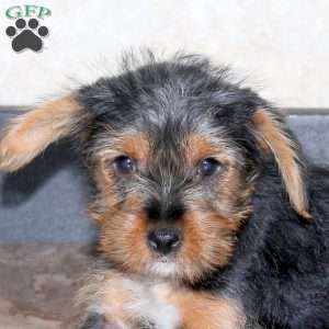 Hector, Yorkie Puppy