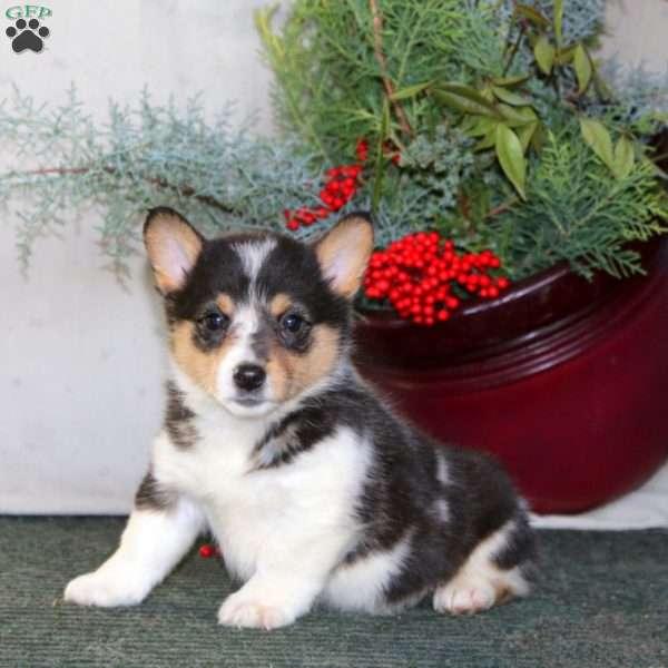 Heidi, Pembroke Welsh Corgi Puppy