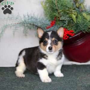 Heidi, Pembroke Welsh Corgi Puppy