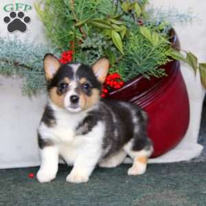 Heidi, Pembroke Welsh Corgi Puppy