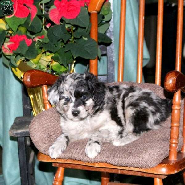 Hendrix, Mini Aussiedoodle Puppy