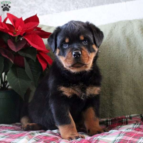 Hendrix, Rottweiler Puppy