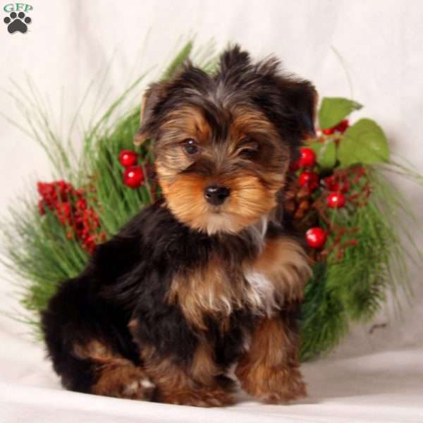 Henry, Yorkie Puppy