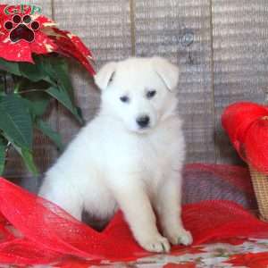 Henry, German Shepherd Puppy