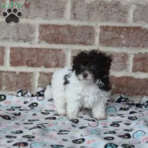 Henry, Toy Poodle Puppy