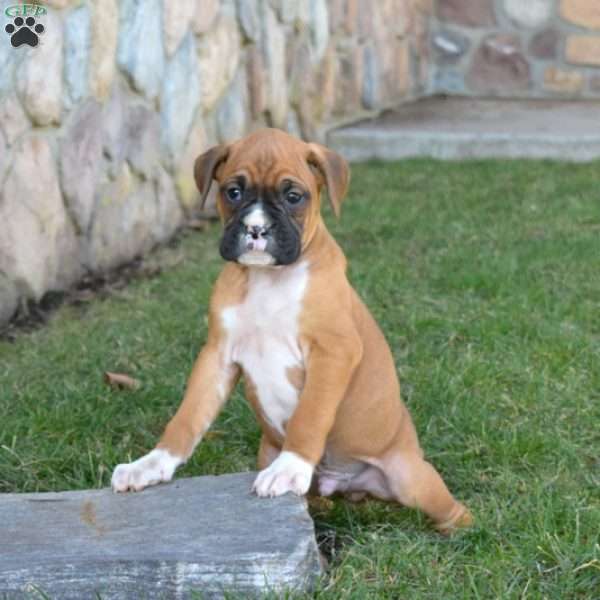 Hershey, Boxer Puppy