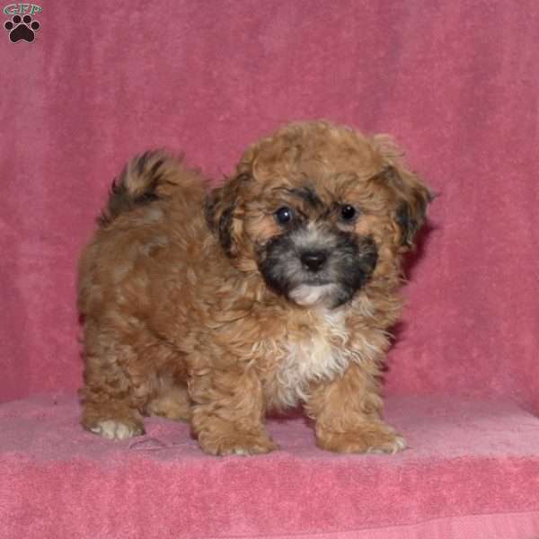 Hershey, Teddy Bear Puppy