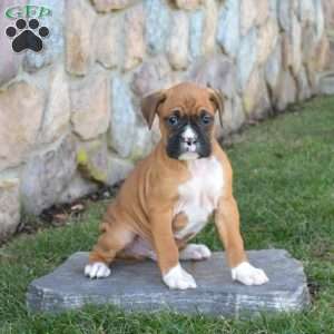 Hershey, Boxer Puppy