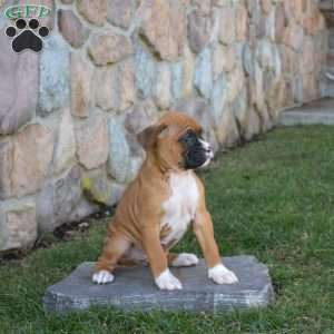 Hershey, Boxer Puppy