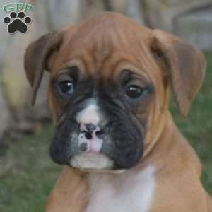 Hershey, Boxer Puppy