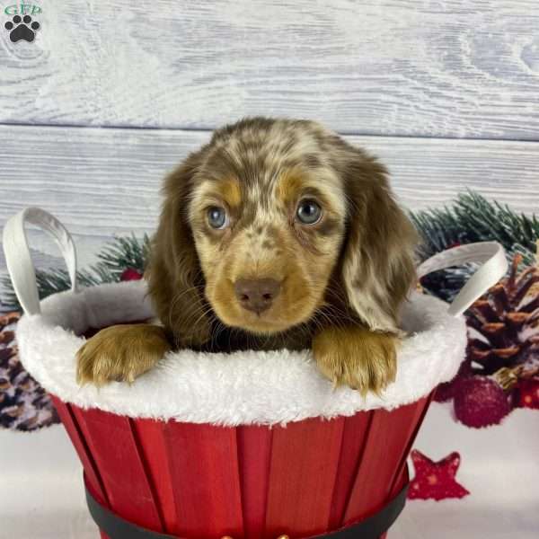 Blitzen, Dachshund Puppy