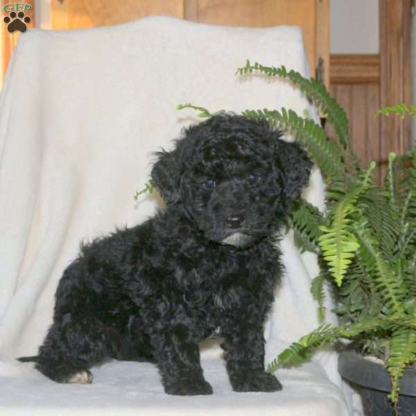 Holly, Miniature Poodle Puppy