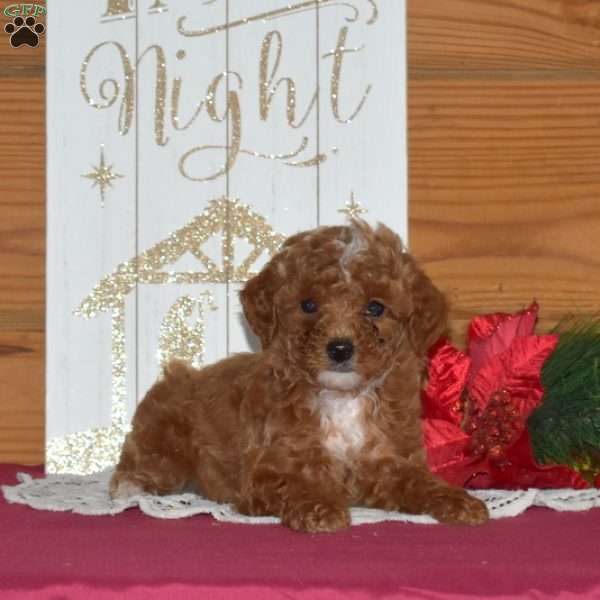 Holly, Miniature Poodle Puppy