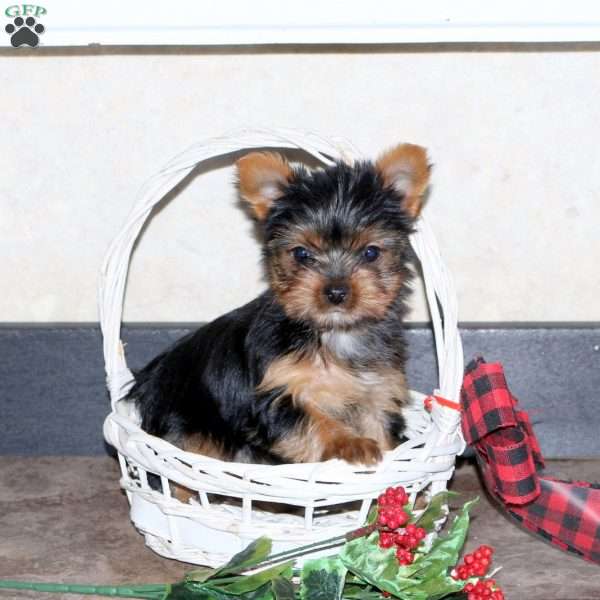 Holly, Yorkie Puppy