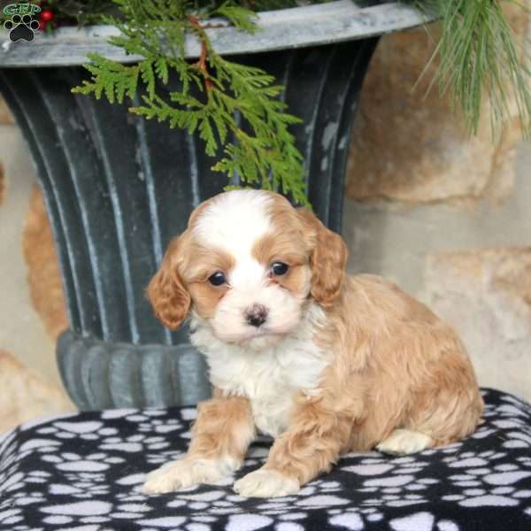 Holly, Cockapoo Puppy