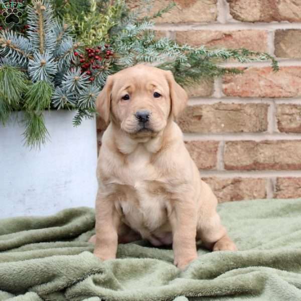 Holly, Fox Red Labrador Retriever Puppy