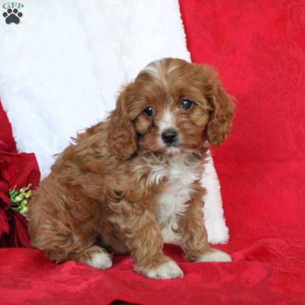 Holly, Cavapoo Puppy