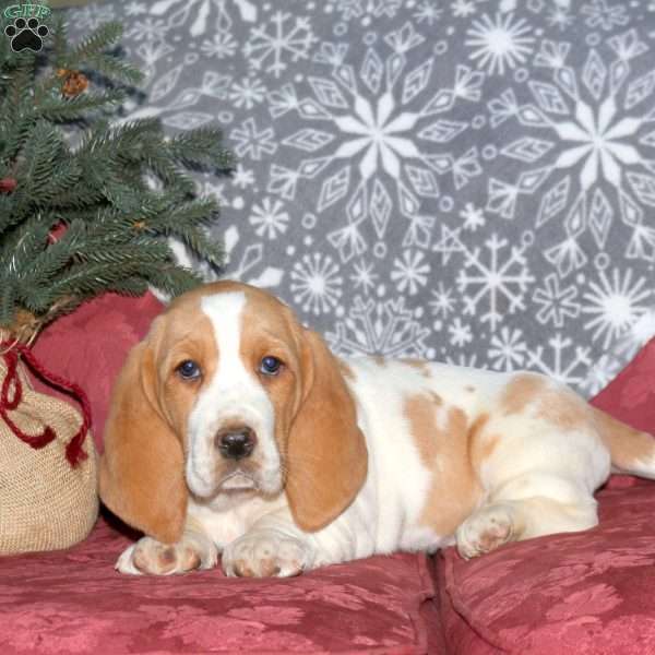 Holly, Basset Hound Puppy