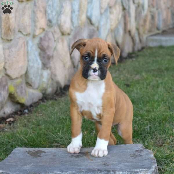 Holly, Boxer Puppy