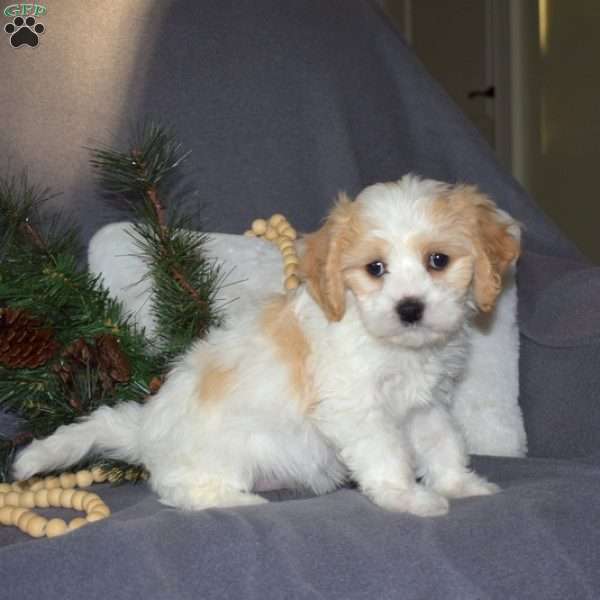 Holly, Cavachon Puppy