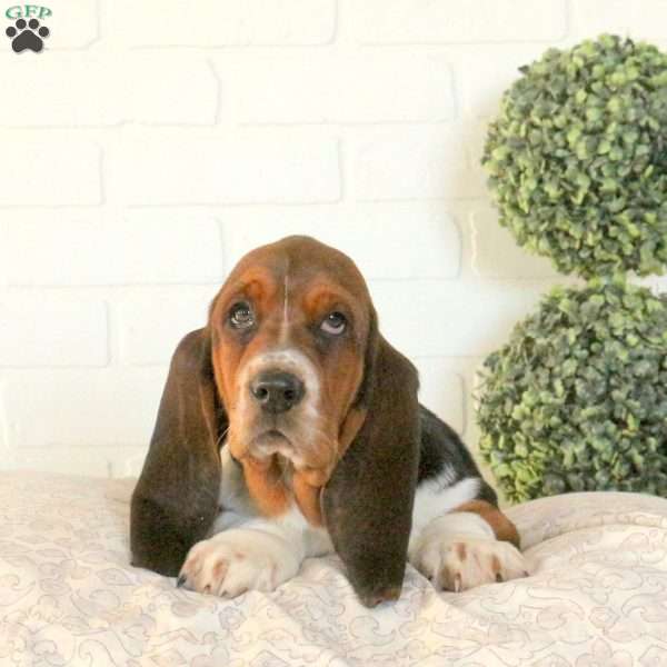 Holly, Basset Hound Puppy