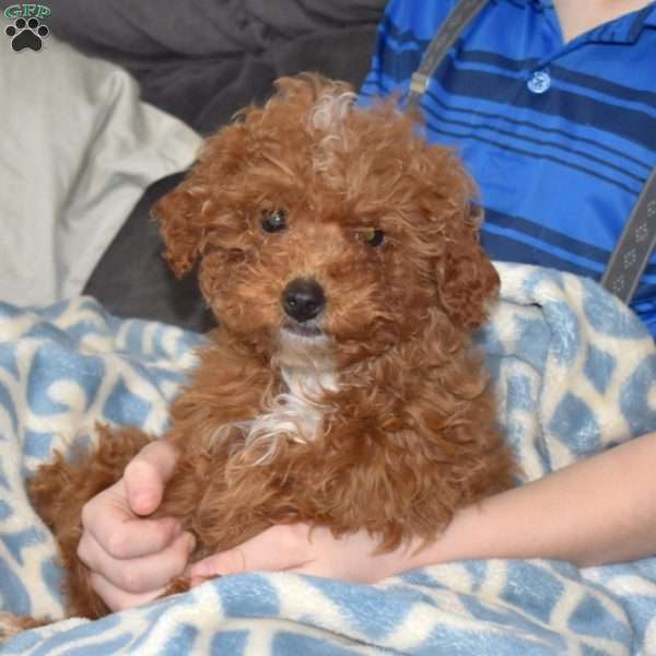 Holly, Miniature Poodle Puppy