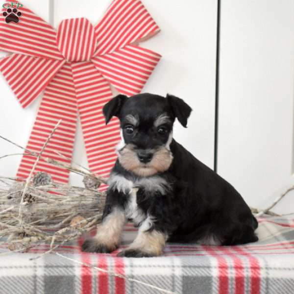 Holly, Miniature Schnauzer Puppy