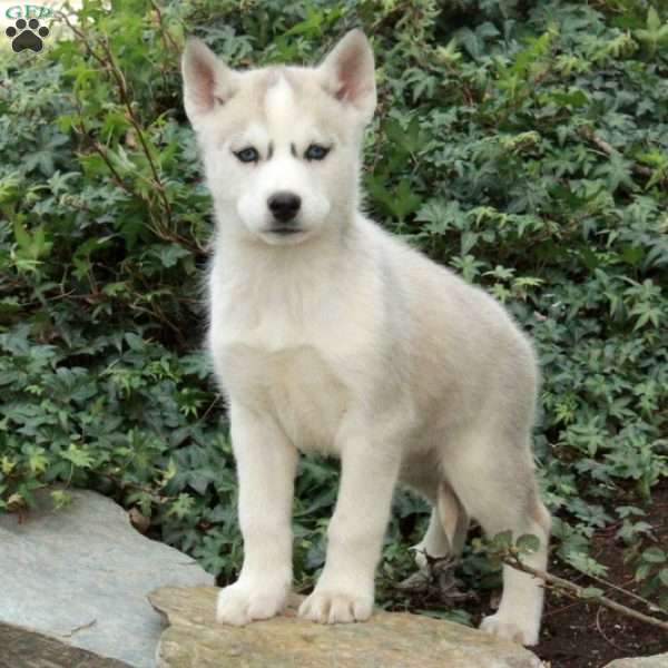 Holly, Siberian Husky Puppy