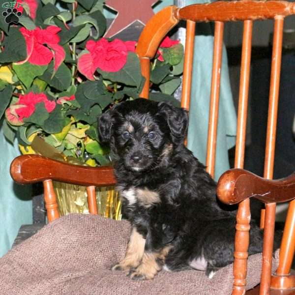 Holly, Mini Aussiedoodle Puppy