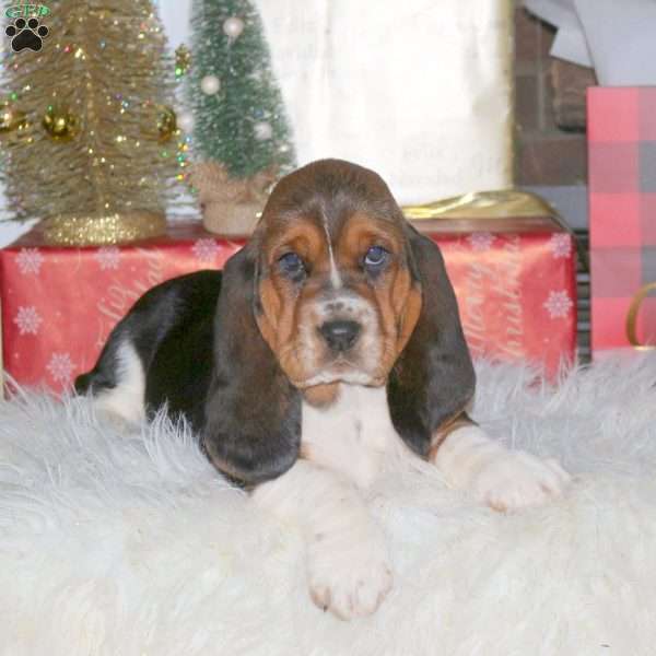 Holly, Basset Hound Puppy