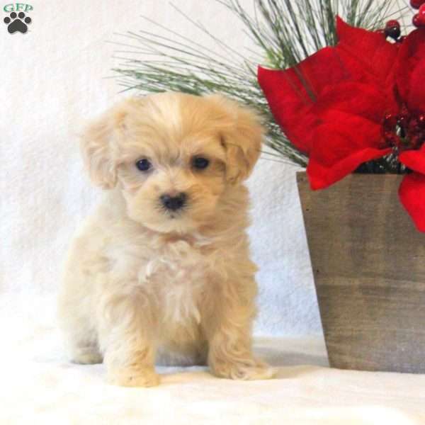 Holly, Maltipoo Puppy