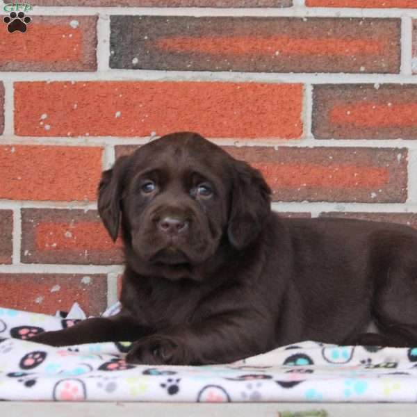 Holly, Chocolate Labrador Retriever Puppy