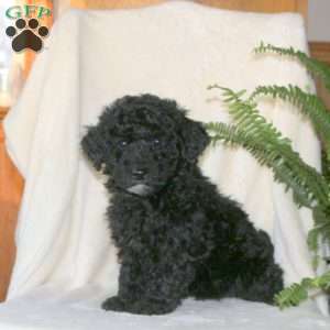 Holly, Miniature Poodle Puppy