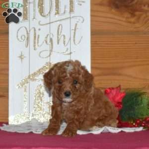 Holly, Miniature Poodle Puppy