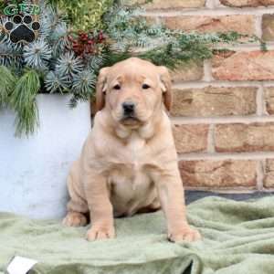 Holly, Fox Red Labrador Retriever Puppy