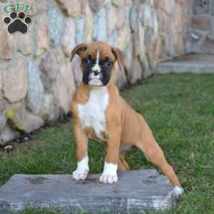 Holly, Boxer Puppy