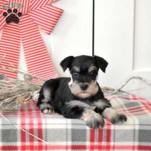 Holly, Miniature Schnauzer Puppy