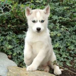 Holly, Siberian Husky Puppy