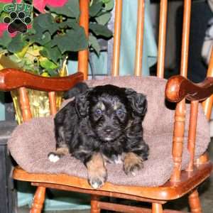 Holly, Mini Aussiedoodle Puppy