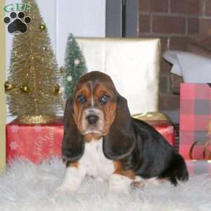 Holly, Basset Hound Puppy