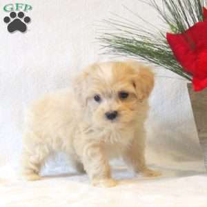 Holly, Maltipoo Puppy