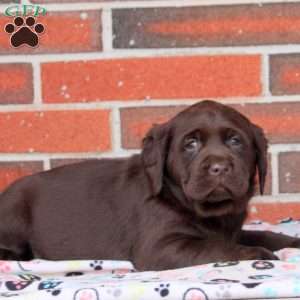 Holly, Chocolate Labrador Retriever Puppy