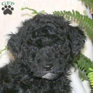 Holly, Miniature Poodle Puppy