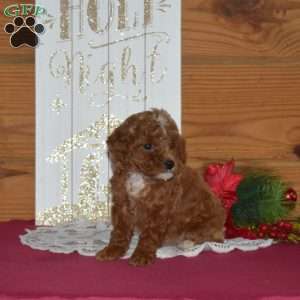 Holly, Miniature Poodle Puppy