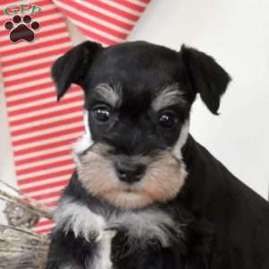 Holly, Miniature Schnauzer Puppy