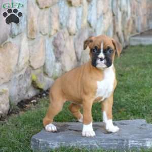 Holly, Boxer Puppy