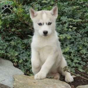 Holly, Siberian Husky Puppy