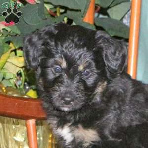 Holly, Mini Aussiedoodle Puppy